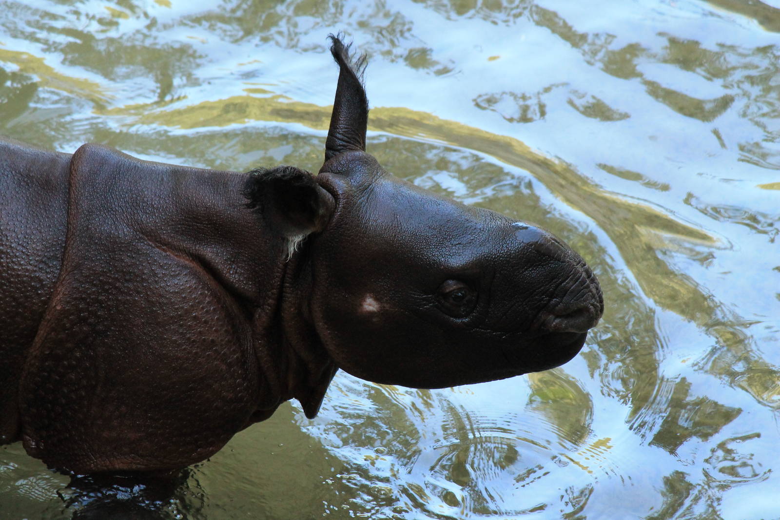 Baby Indian Rhino