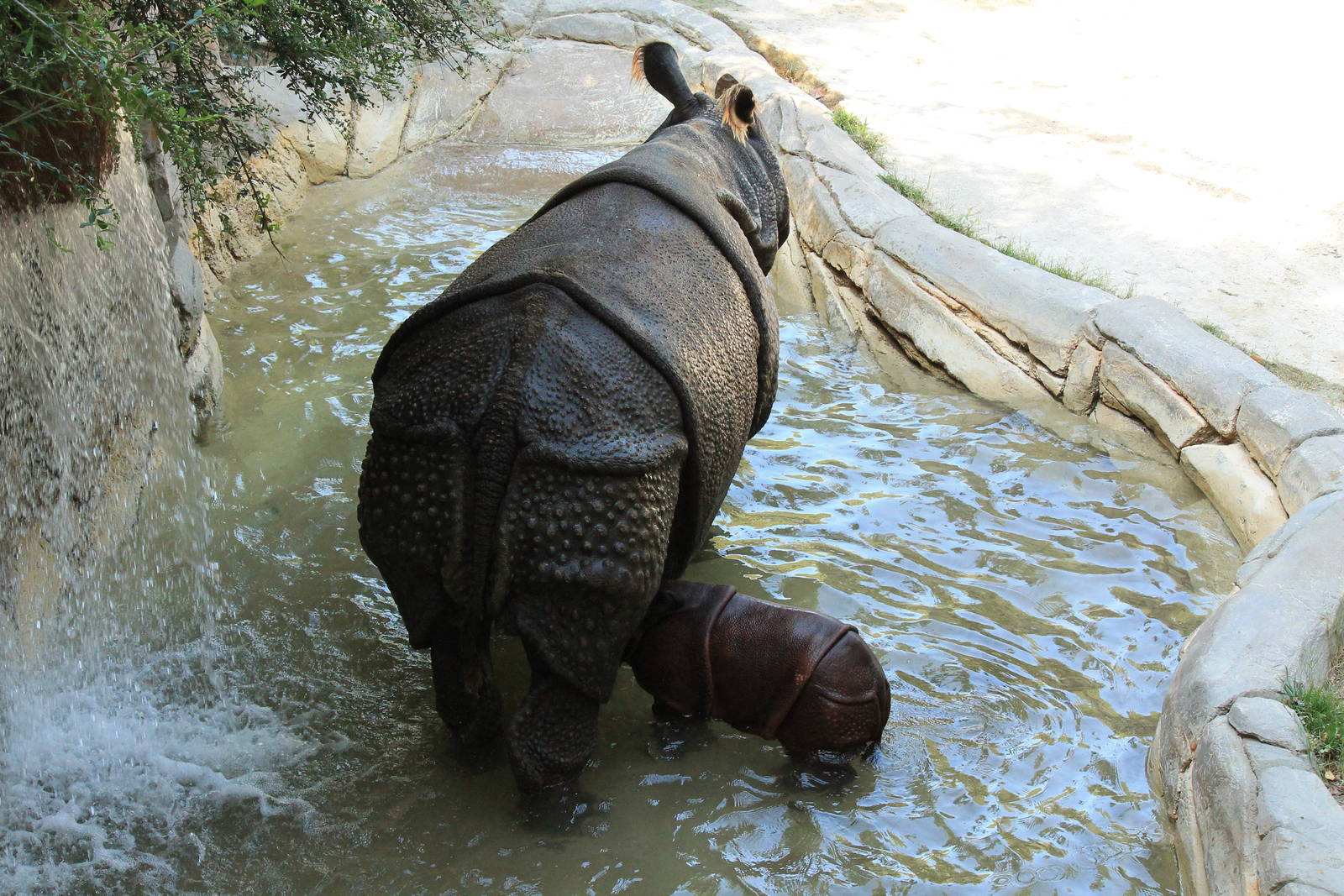 Baby Indian Rhino