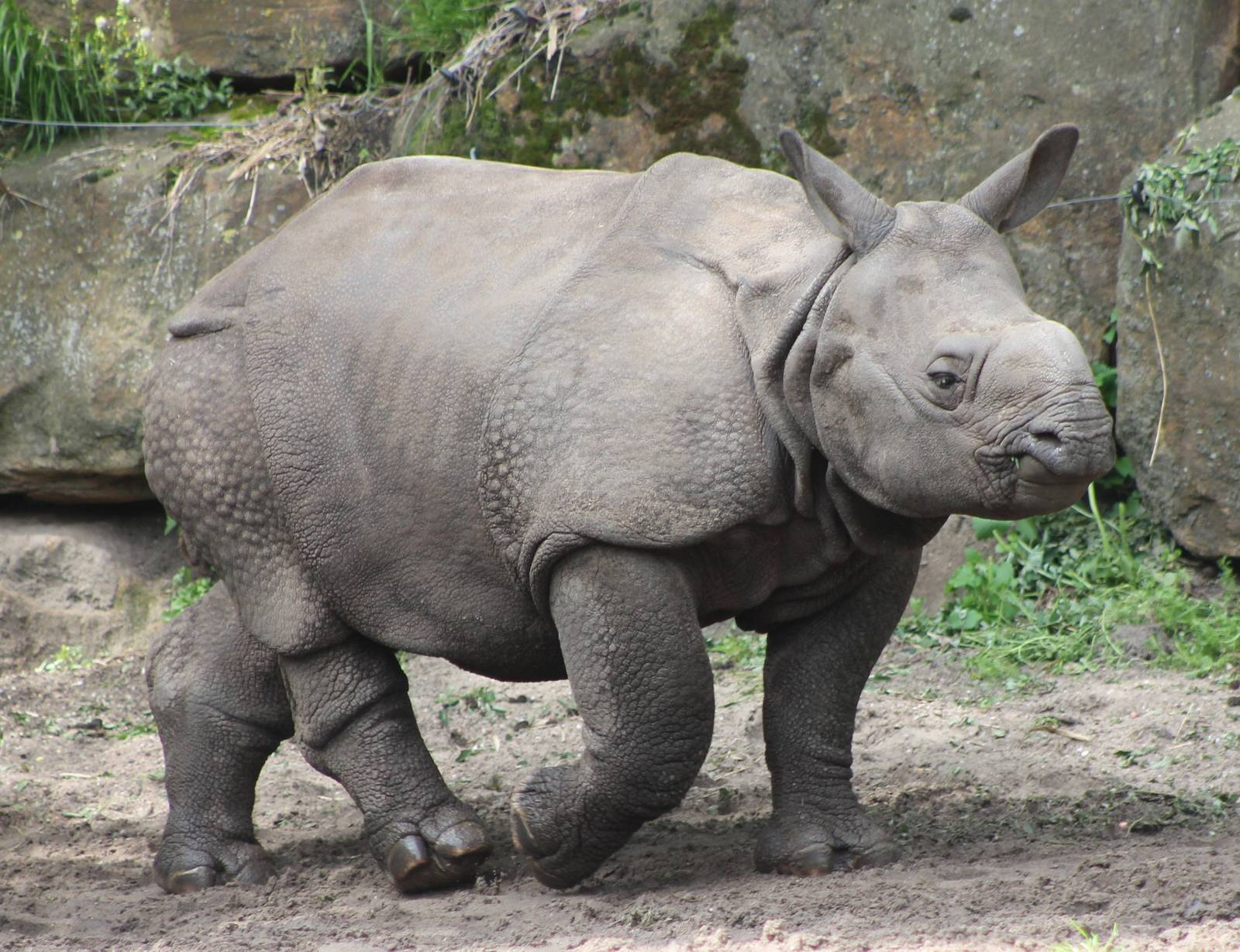 baby Indian rhino