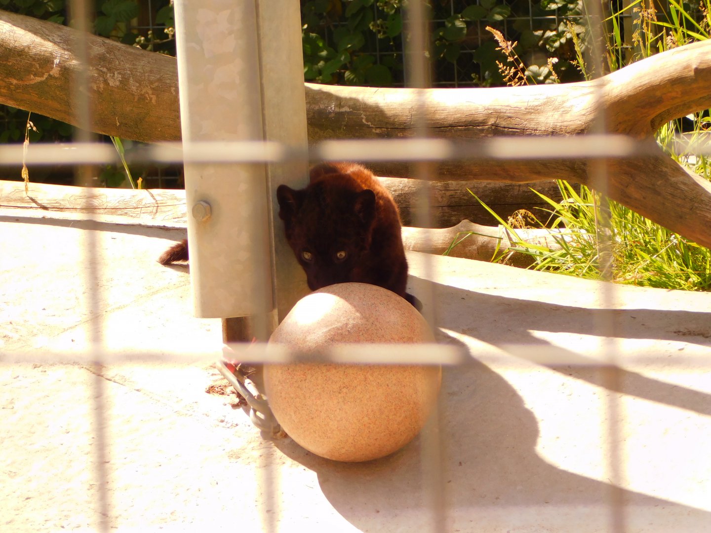 Baby Jaguar (Panthera Onca)