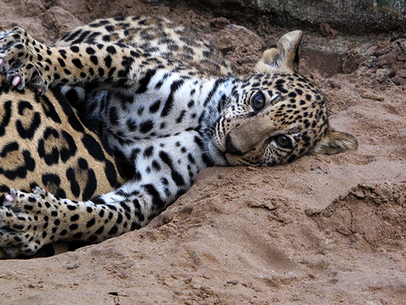 Baby Jaguar