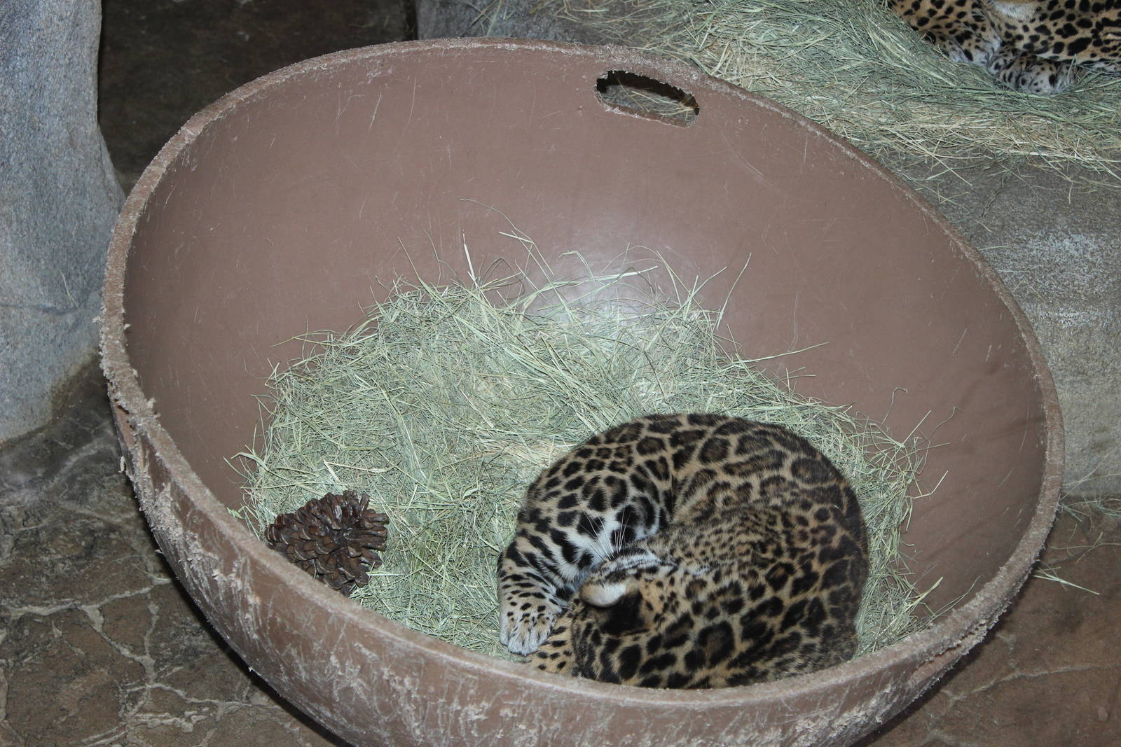 Baby Jaguar