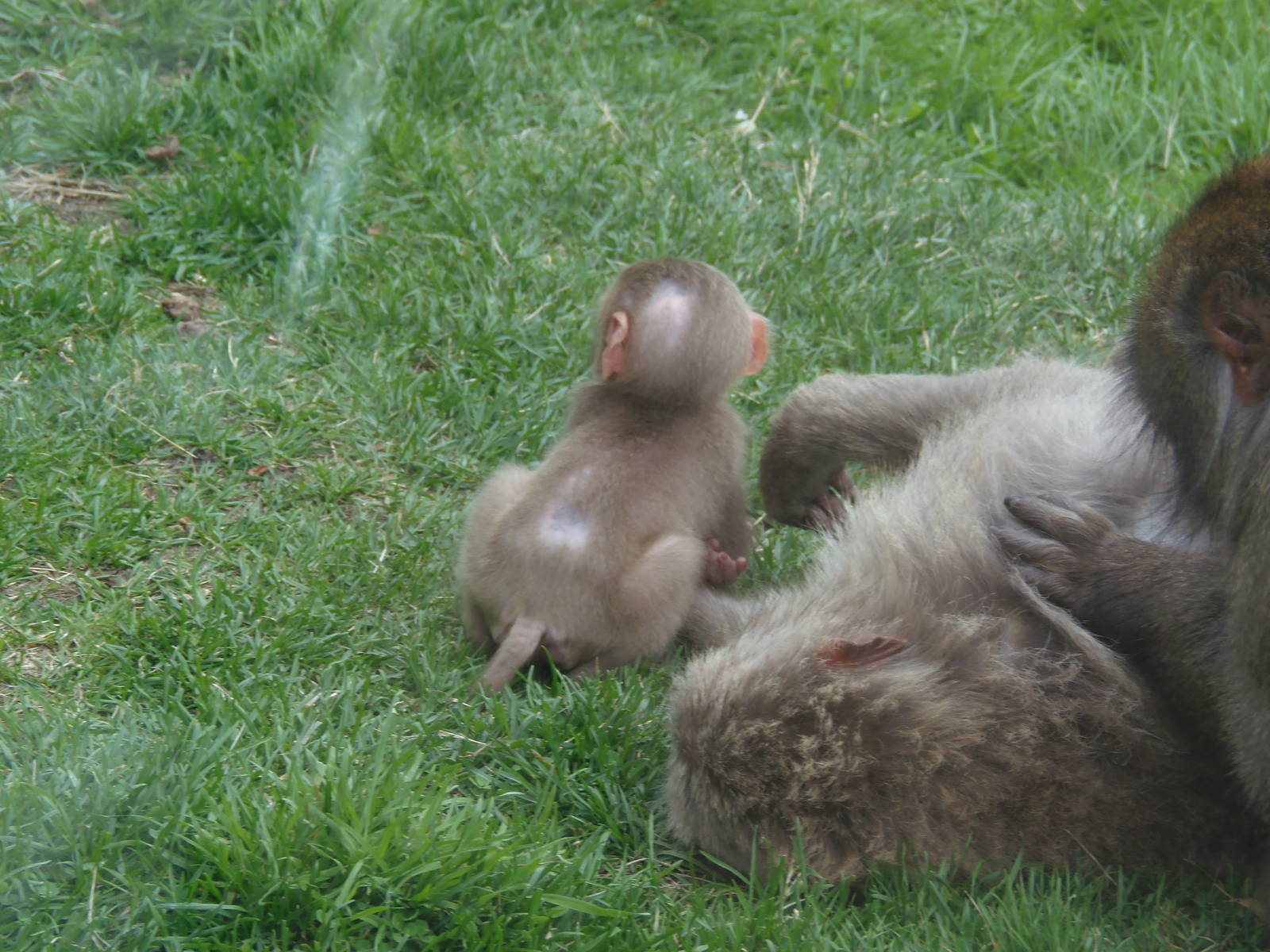 Baby Japanese Macaque 25/08/13