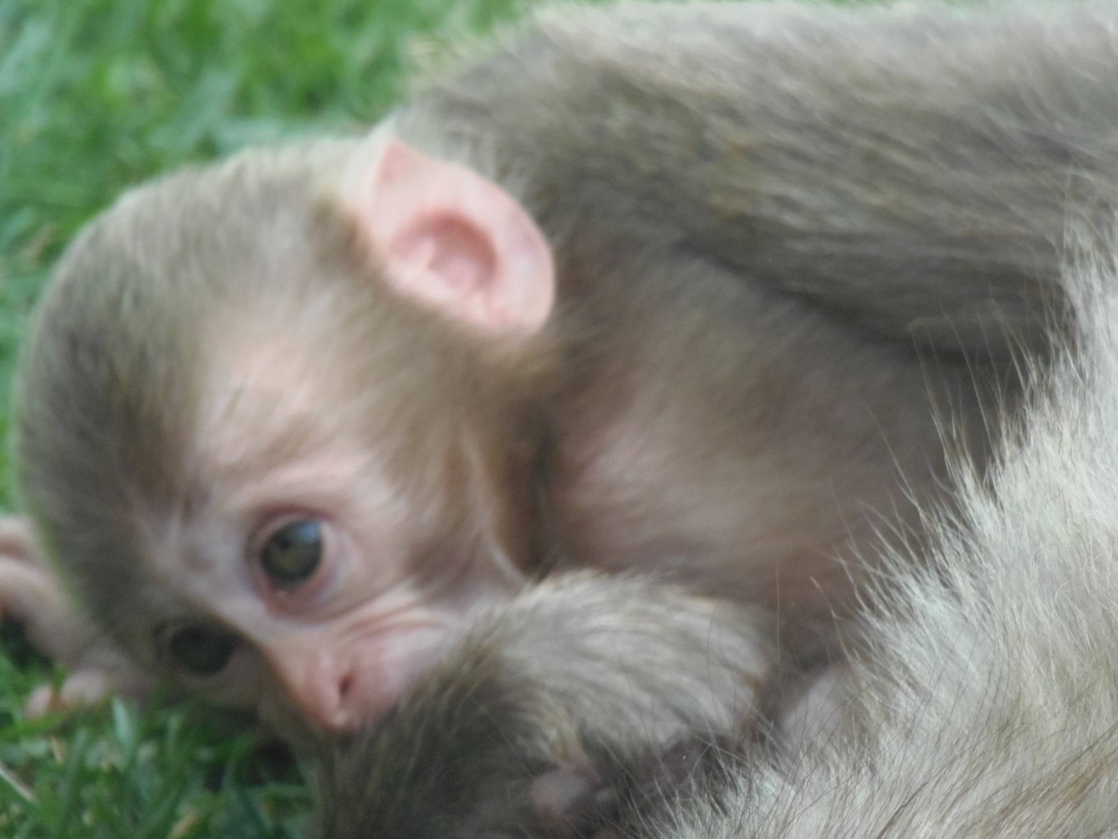 baby Japanese Macaque 25/08/13