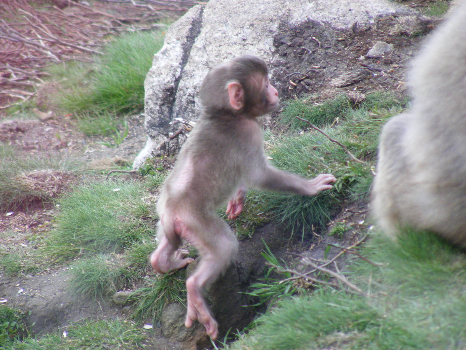 Baby Japanese macaque at Highland Wildlife Park, 17 May 2010
