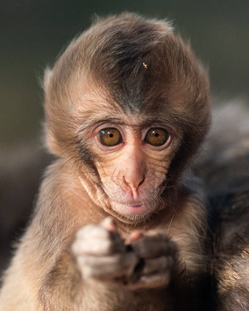 Baby Japanese macaque, Minato