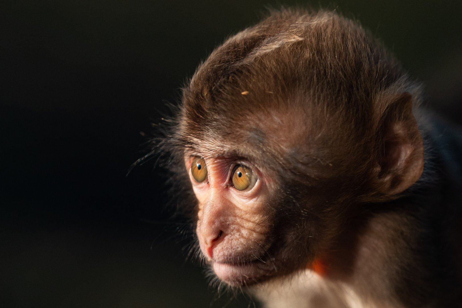 Baby Japanese macaque, Minato