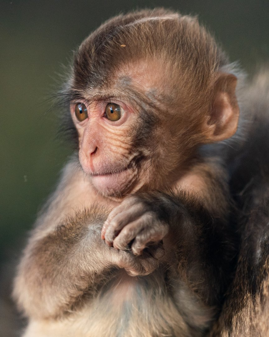 Baby Japanese macaque, Minato