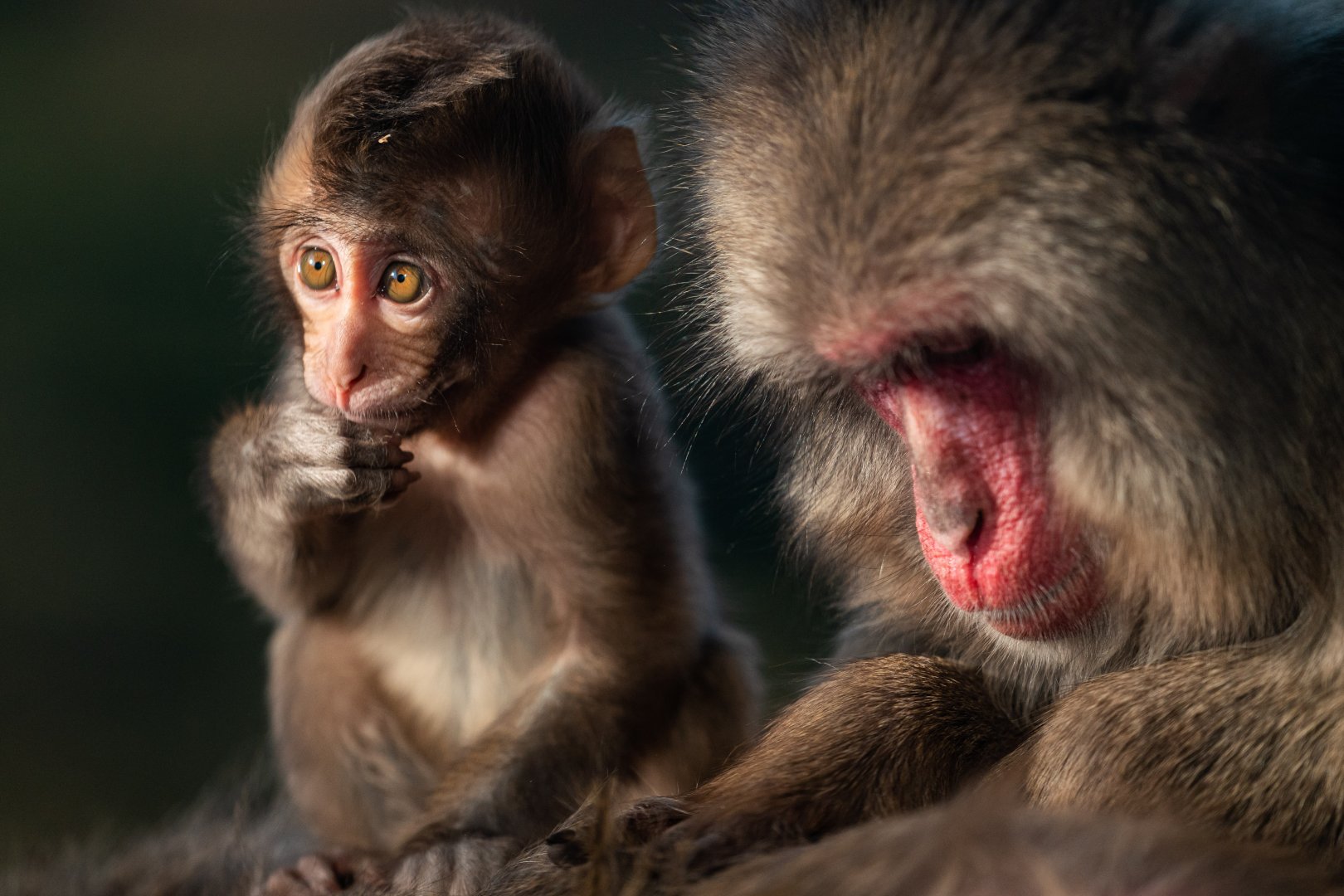 Baby Japanese macaque, Minato