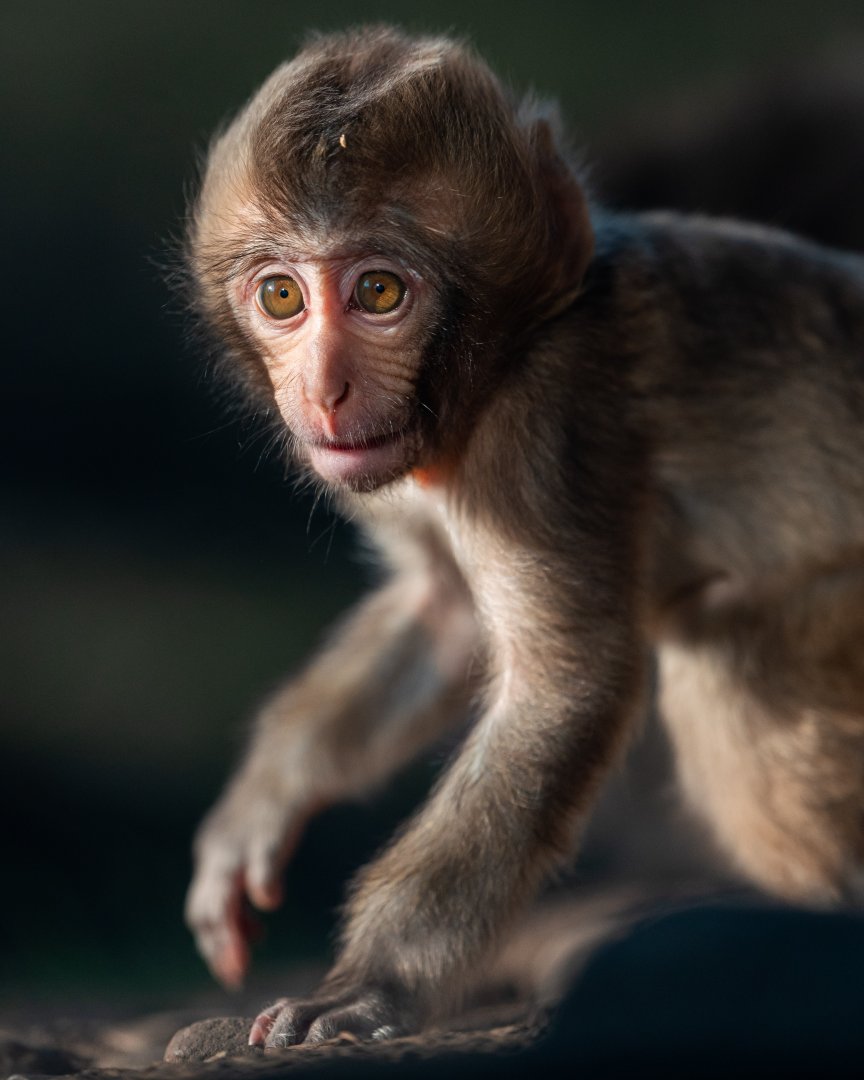 Baby Japanese macaque, Minato
