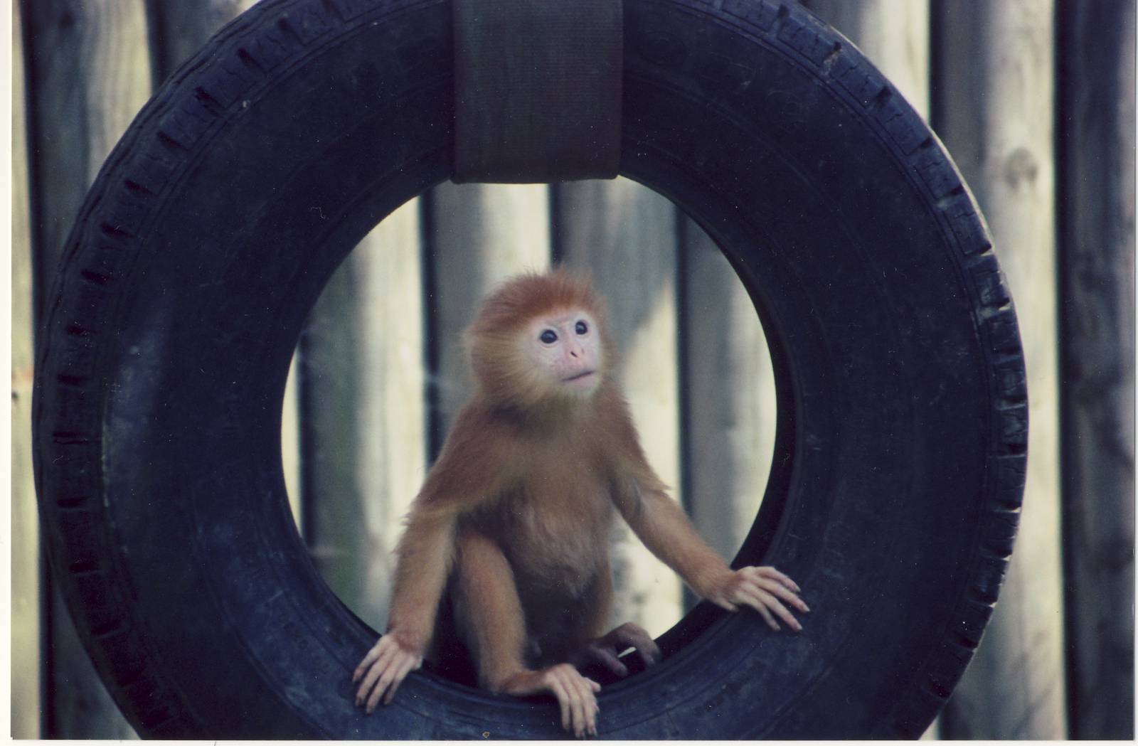 baby Javan Brown Langur Twycross Zoo 6 June 2006