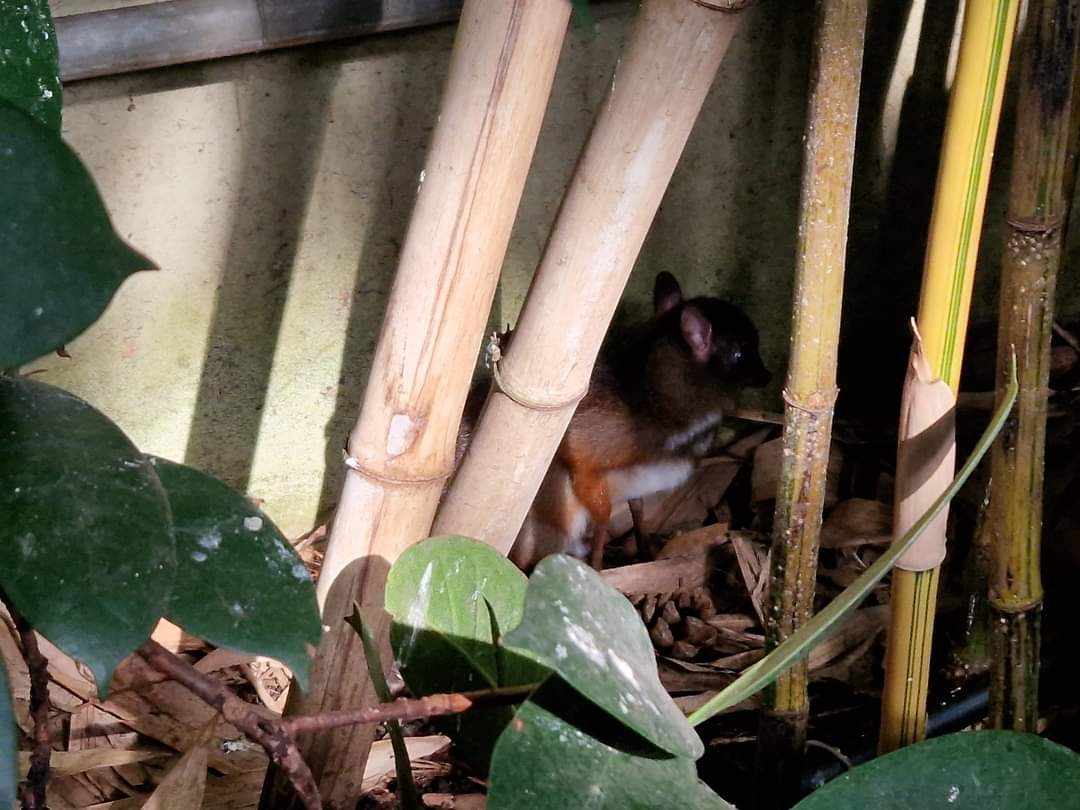 Baby Javan Chevrotain