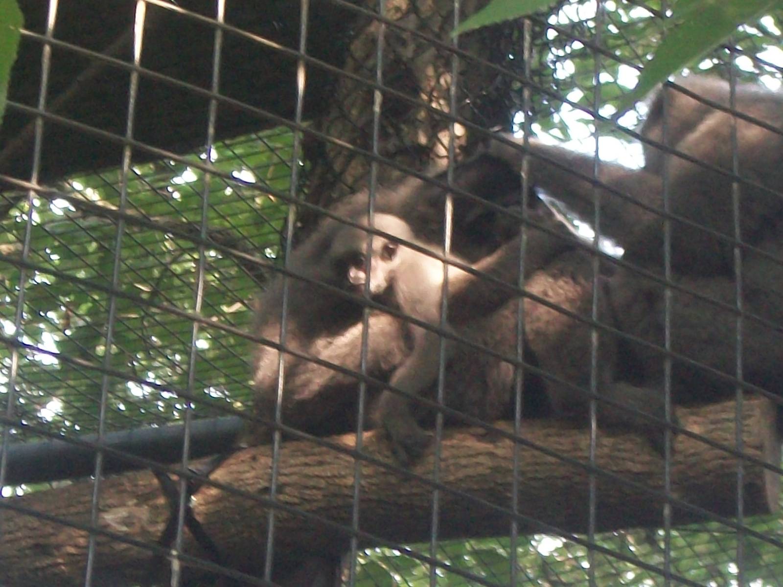 Baby Javan Gibbon