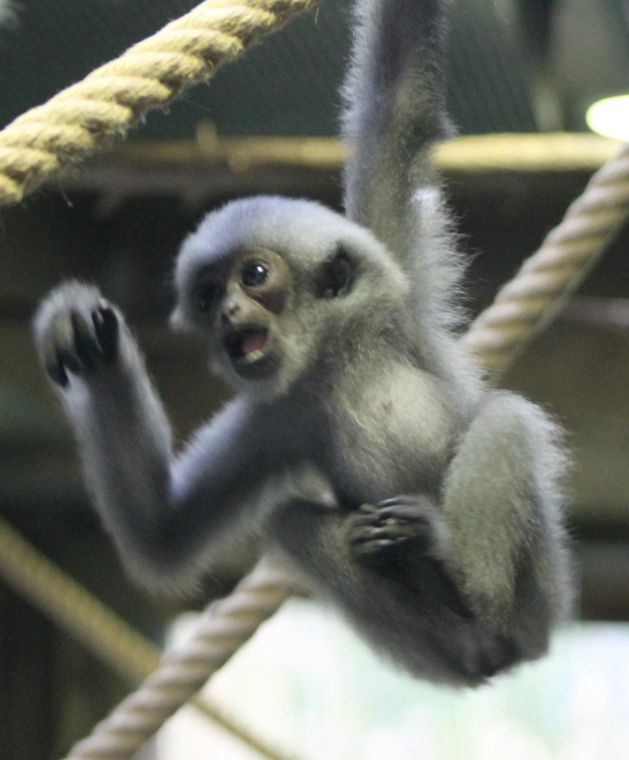 Baby Javan gibbon