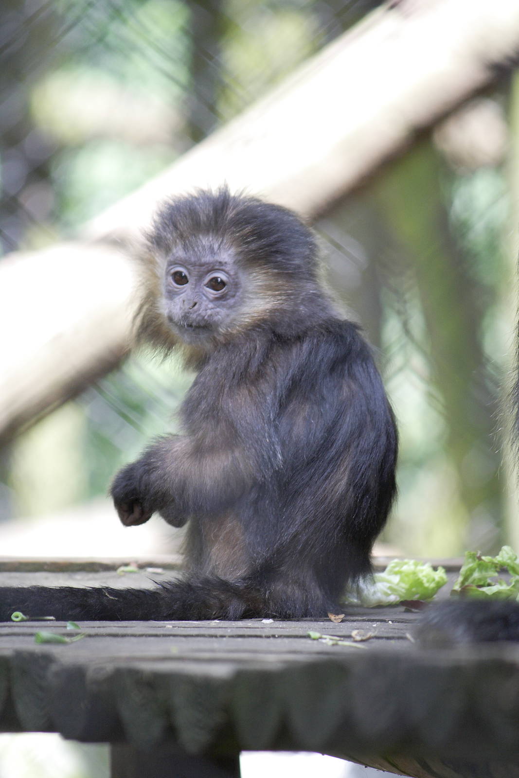 Baby Javan langur