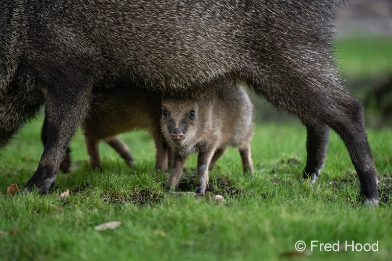 baby javelina (at my condominium)