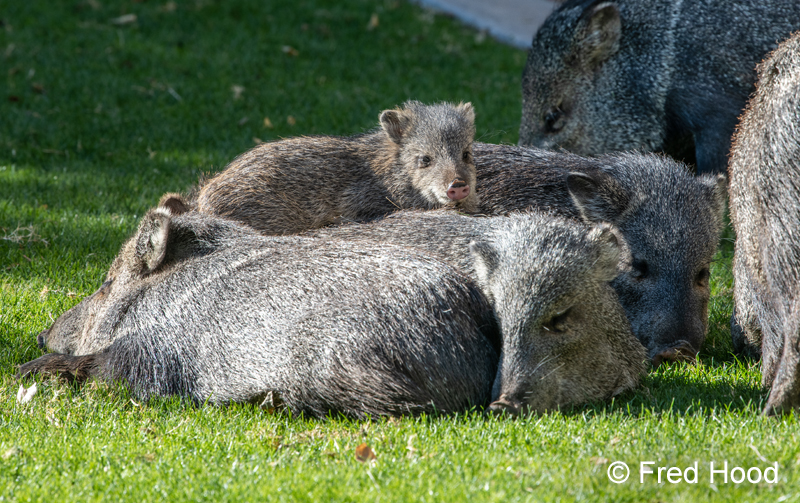 baby javelina resting on adults