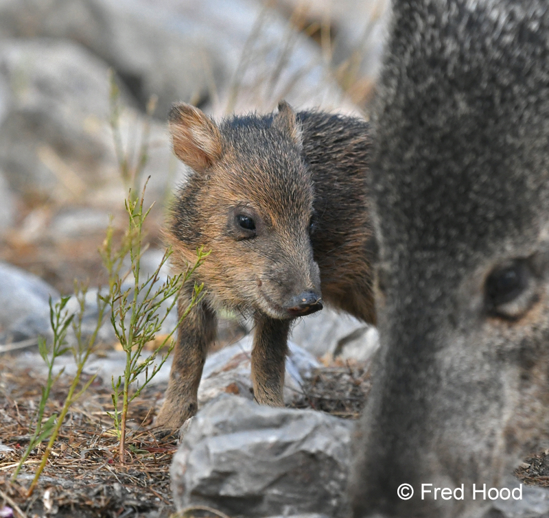 baby javelina