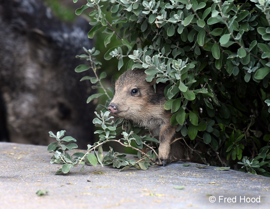 baby javelina