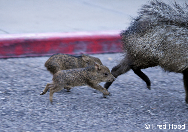 baby javelinas in parking lot