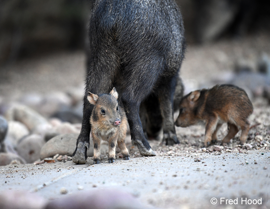 baby javelinas with mother