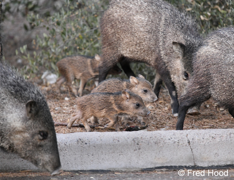 baby javelinas
