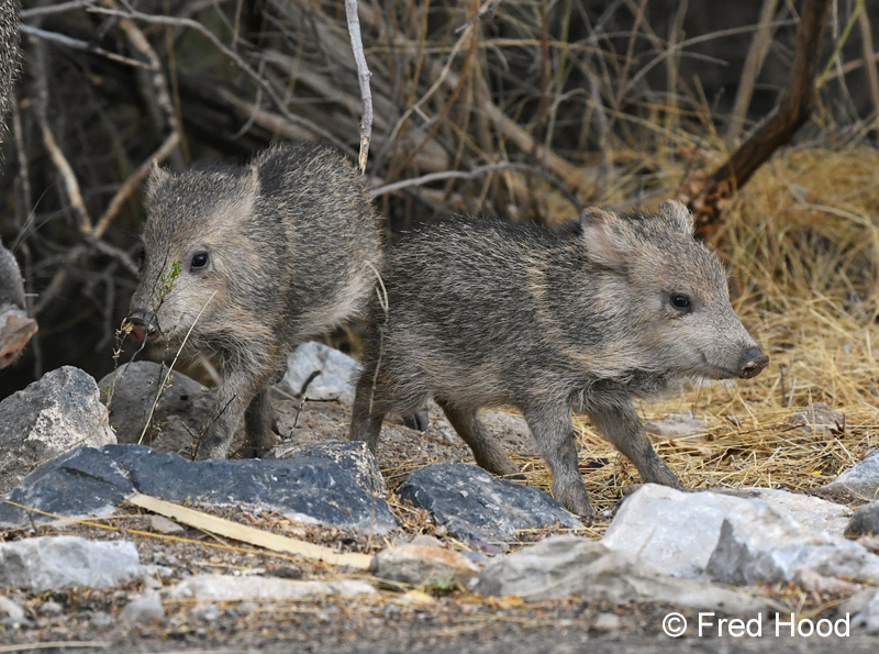 baby javelinas