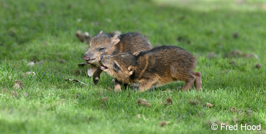 baby javelinas