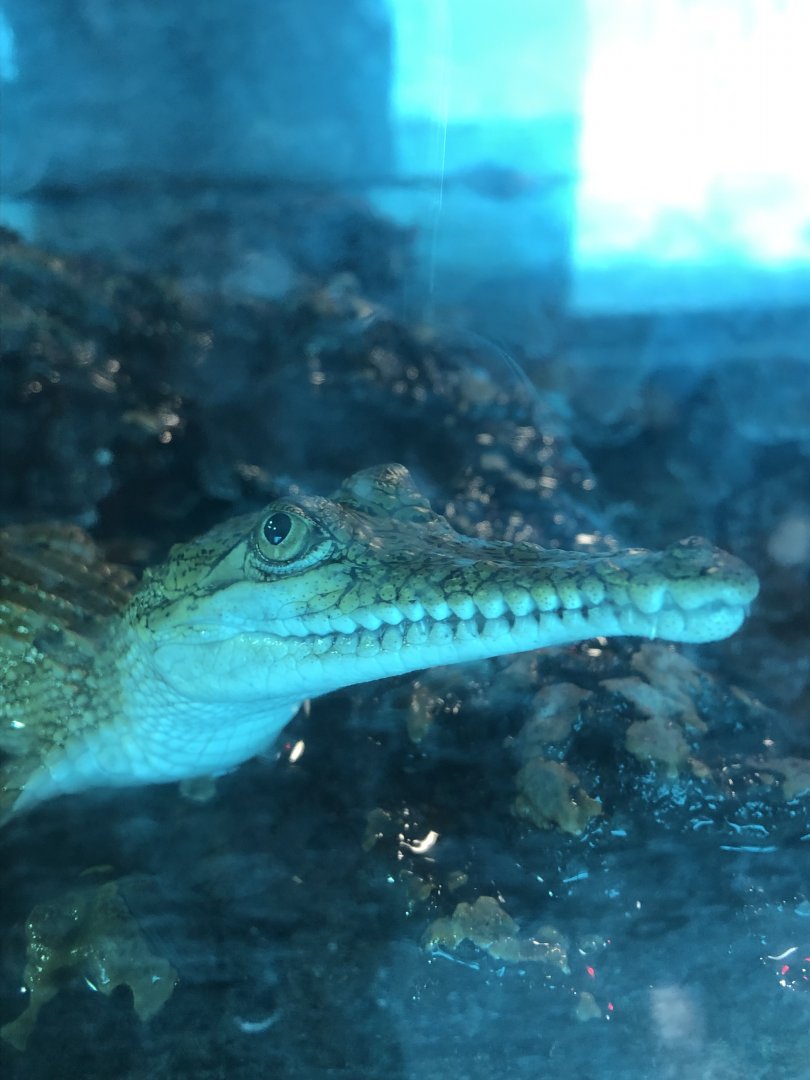 Baby Johnson’s crocodiles