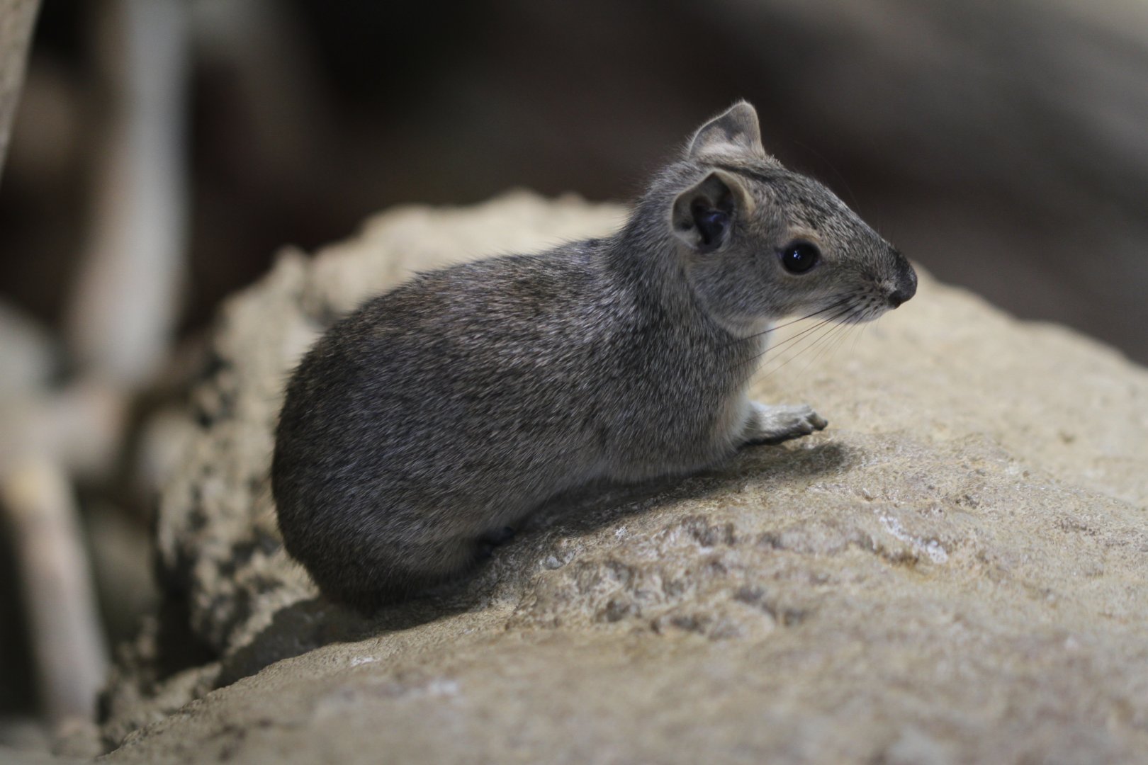 Baby Kerodon (Kerodon rupestris)