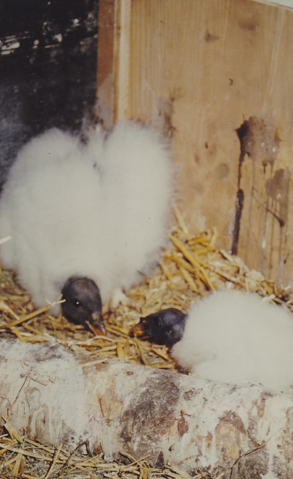 Baby King vultures