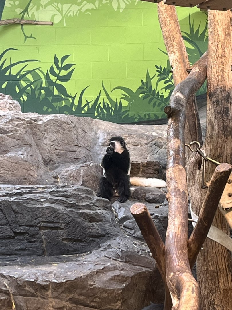 Baby Kito the black and white colobus