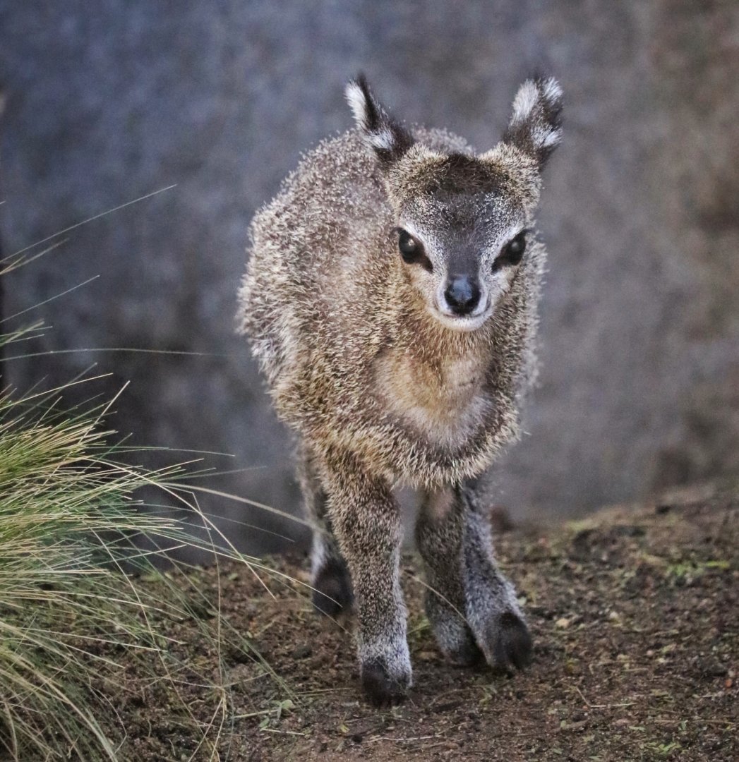 Baby Klipspringer (about 2 weeks old)