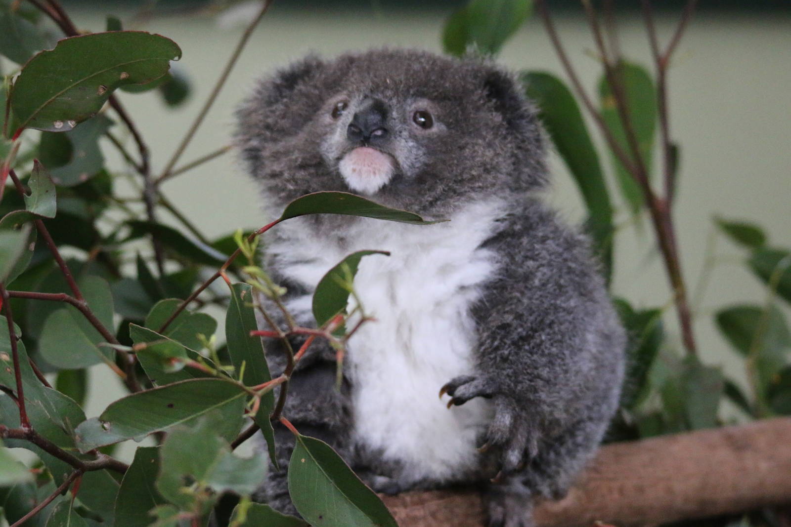 Baby Koala Archer