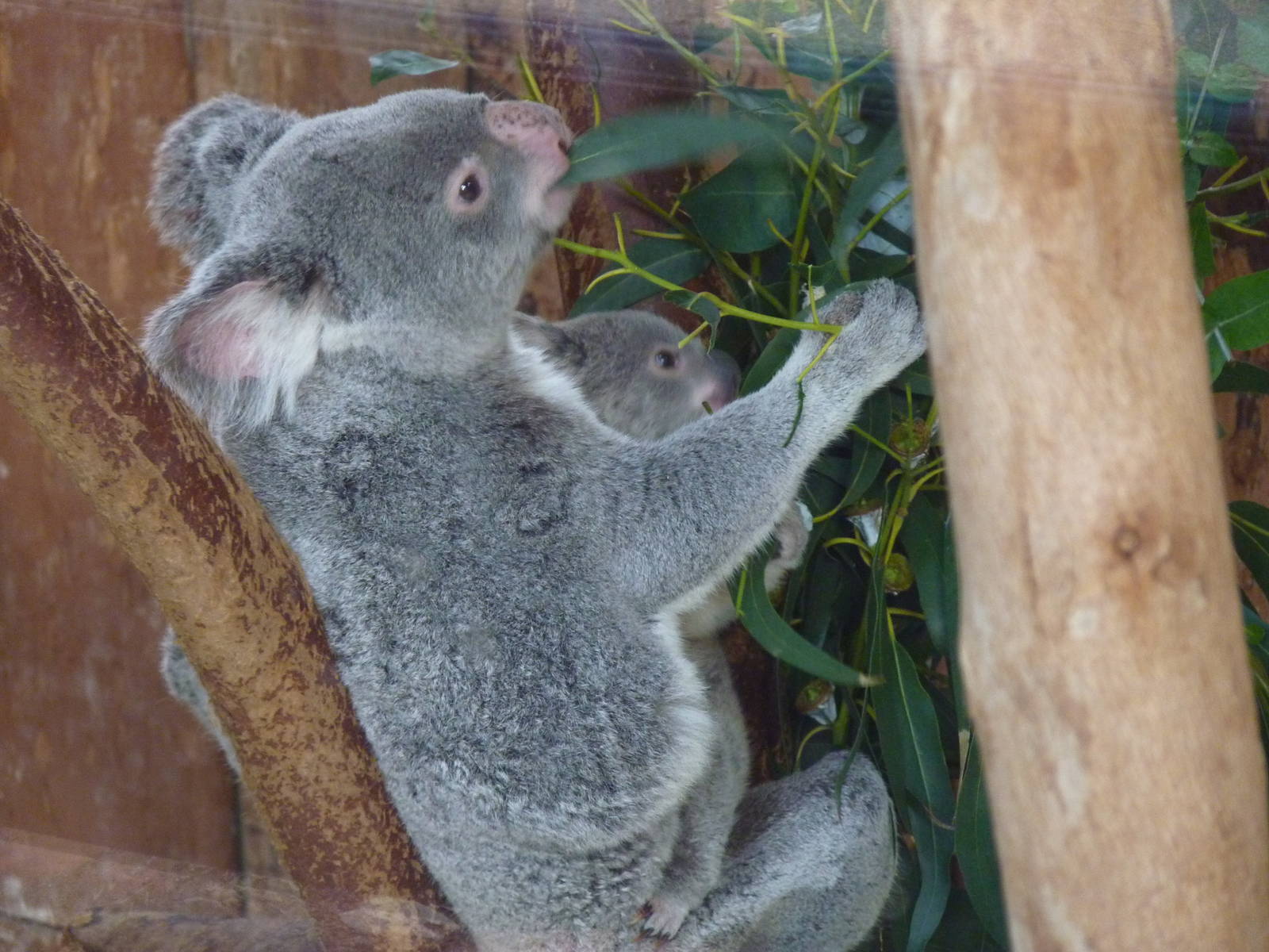 Baby Koala