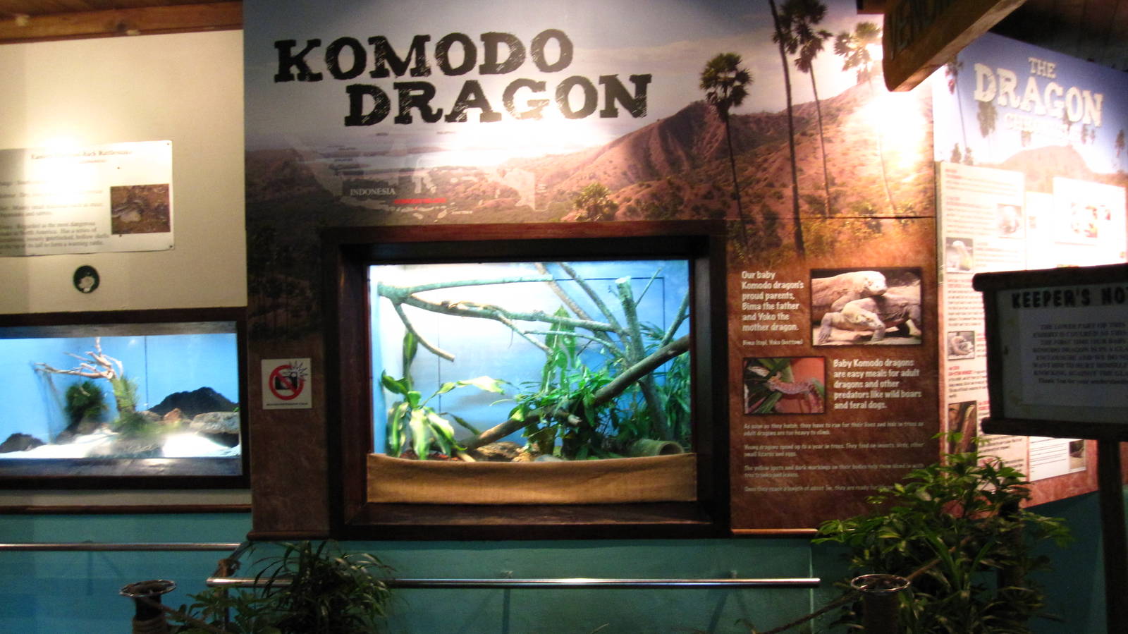 Baby Komodo Dragon exhibit