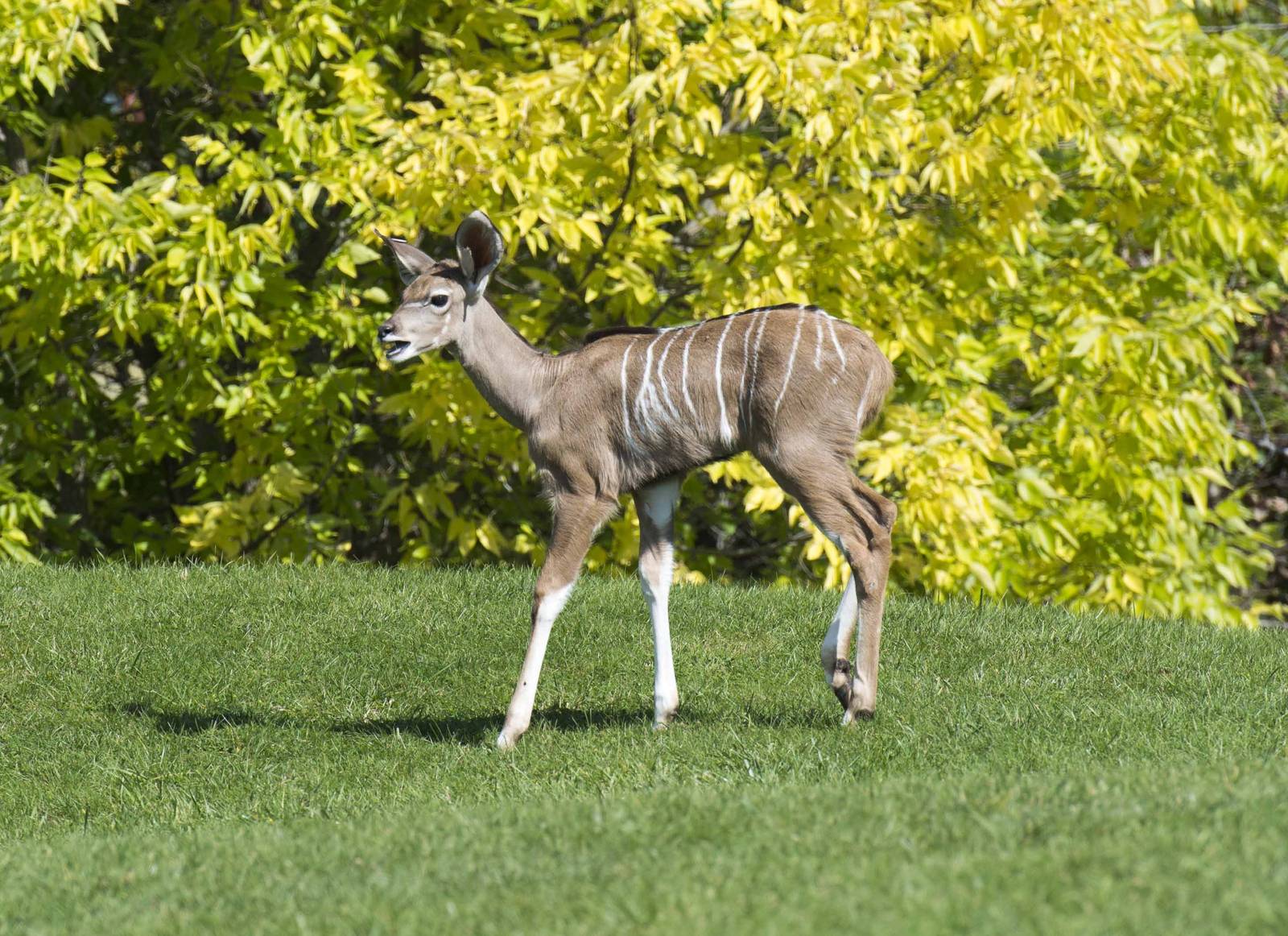 Baby Kudu (Rosalita) close up