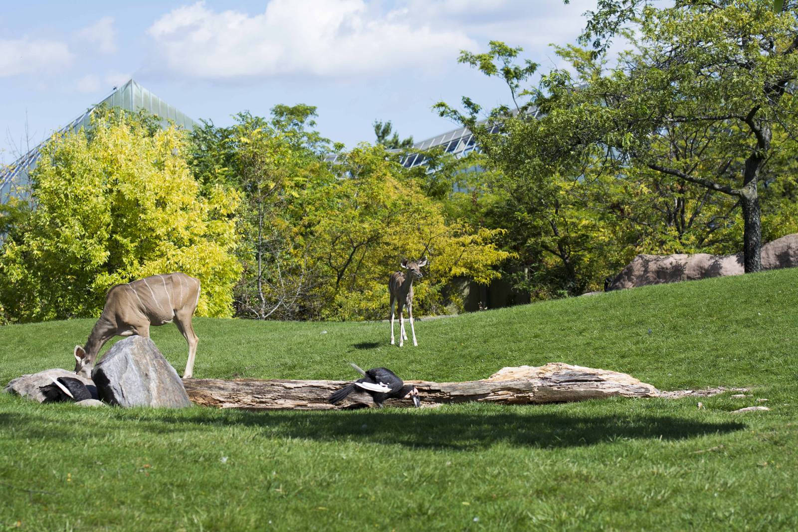 Baby Kudu (Rosalita)