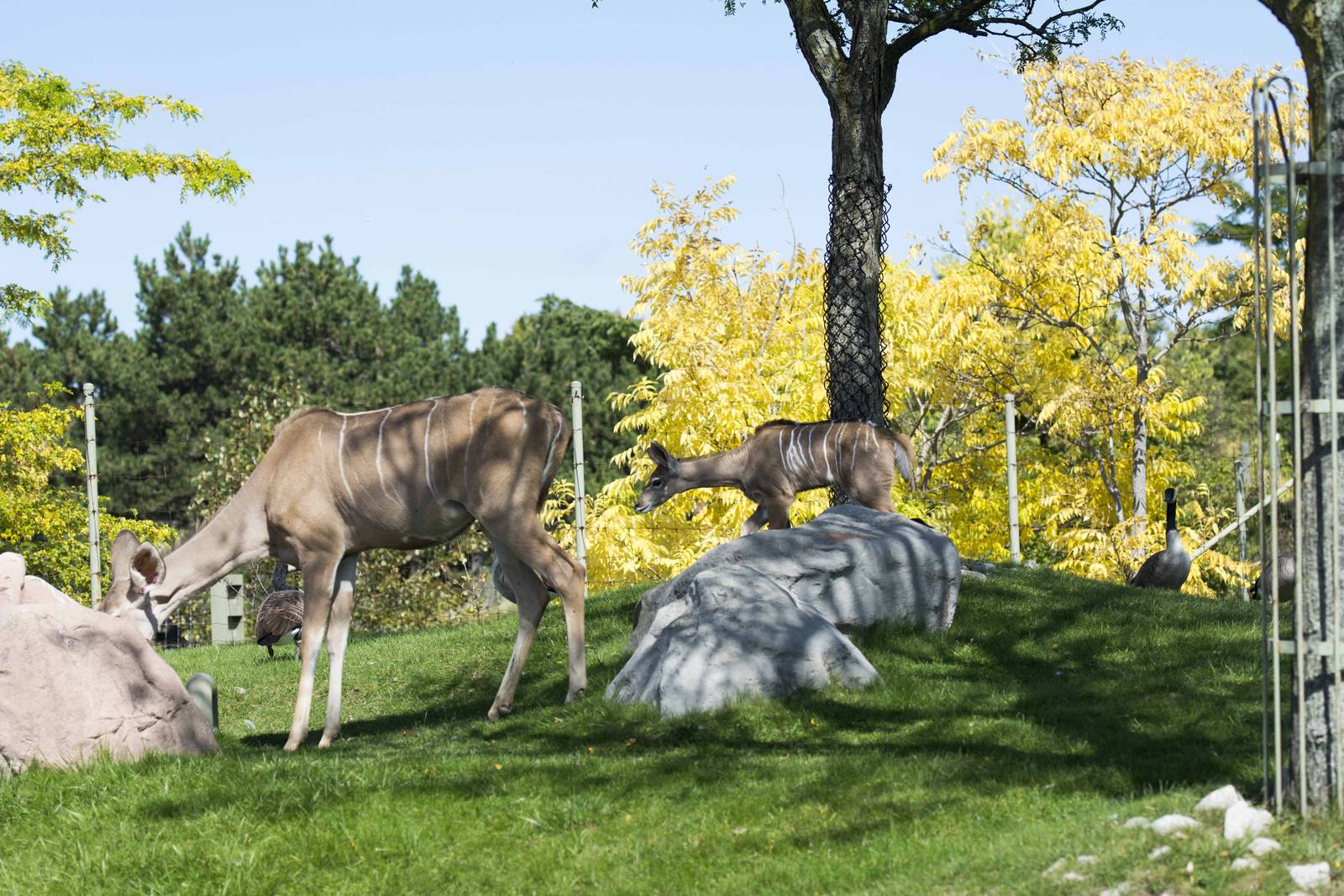 Baby Kudu (Rosalita)