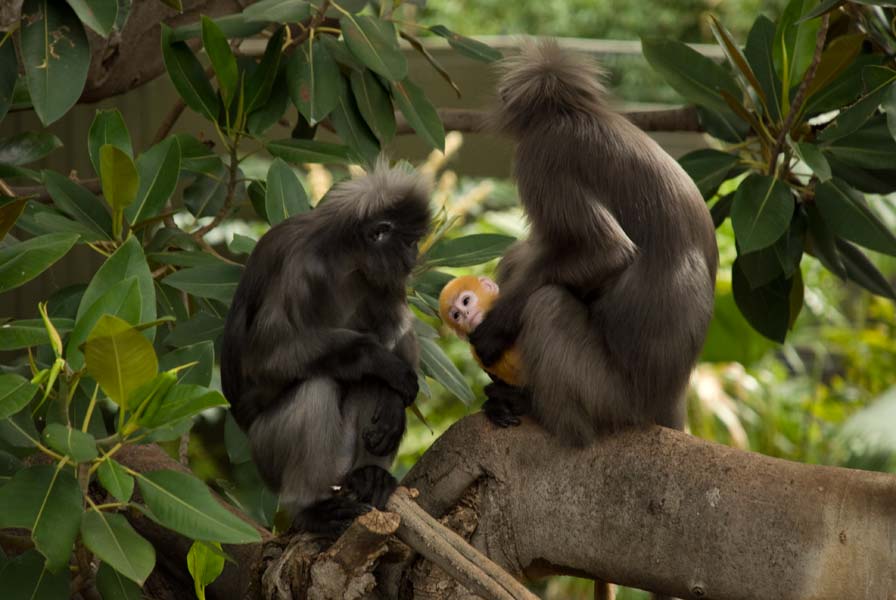 Baby langur '08