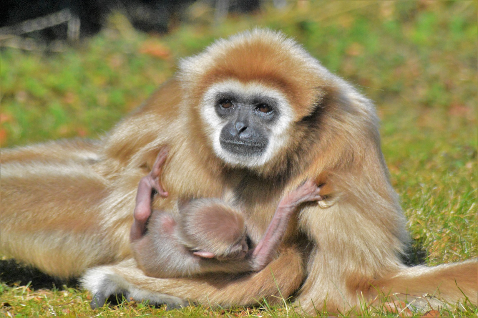 Baby Lar Gibbon