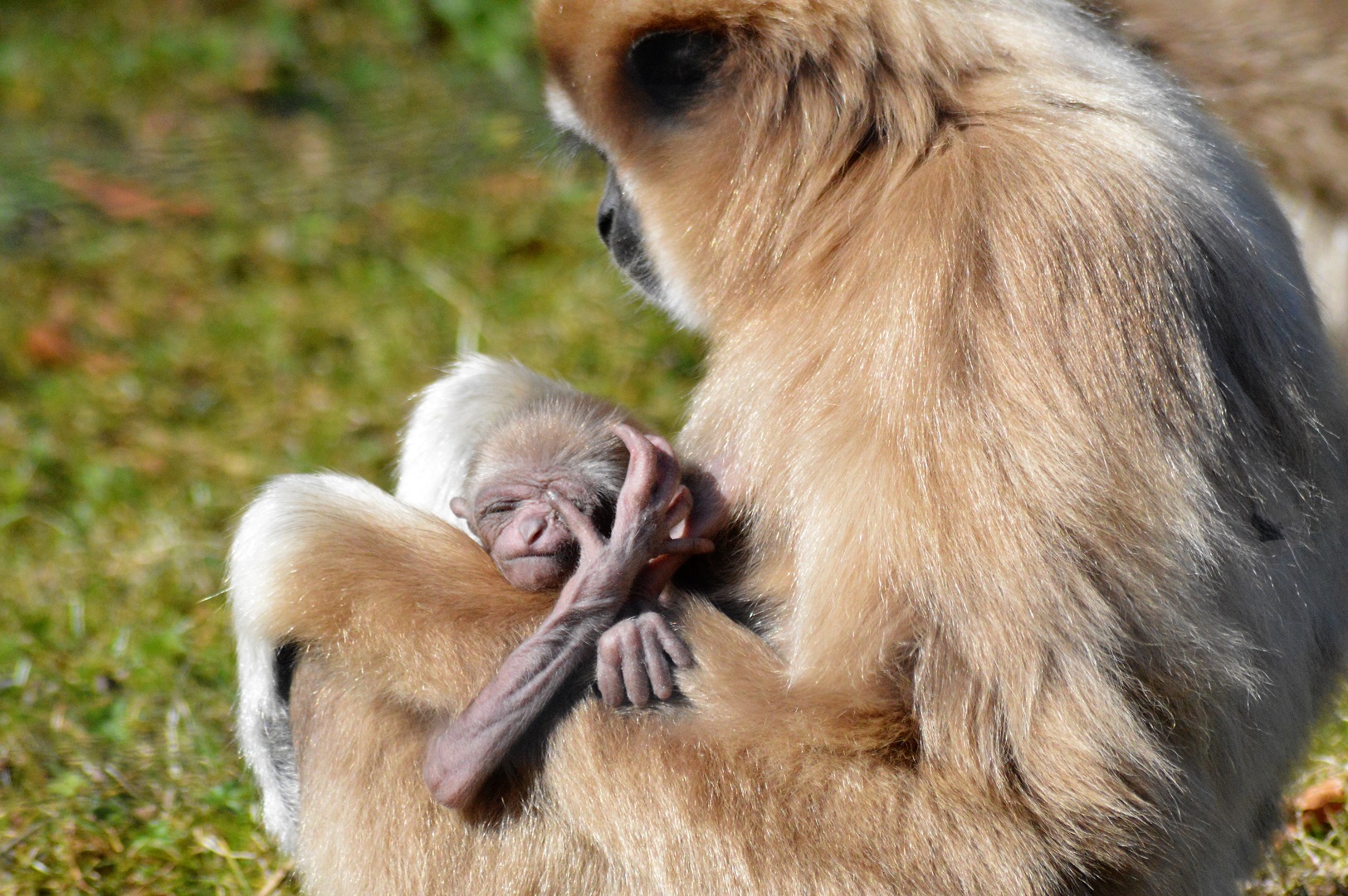 Baby Lar Gibbon