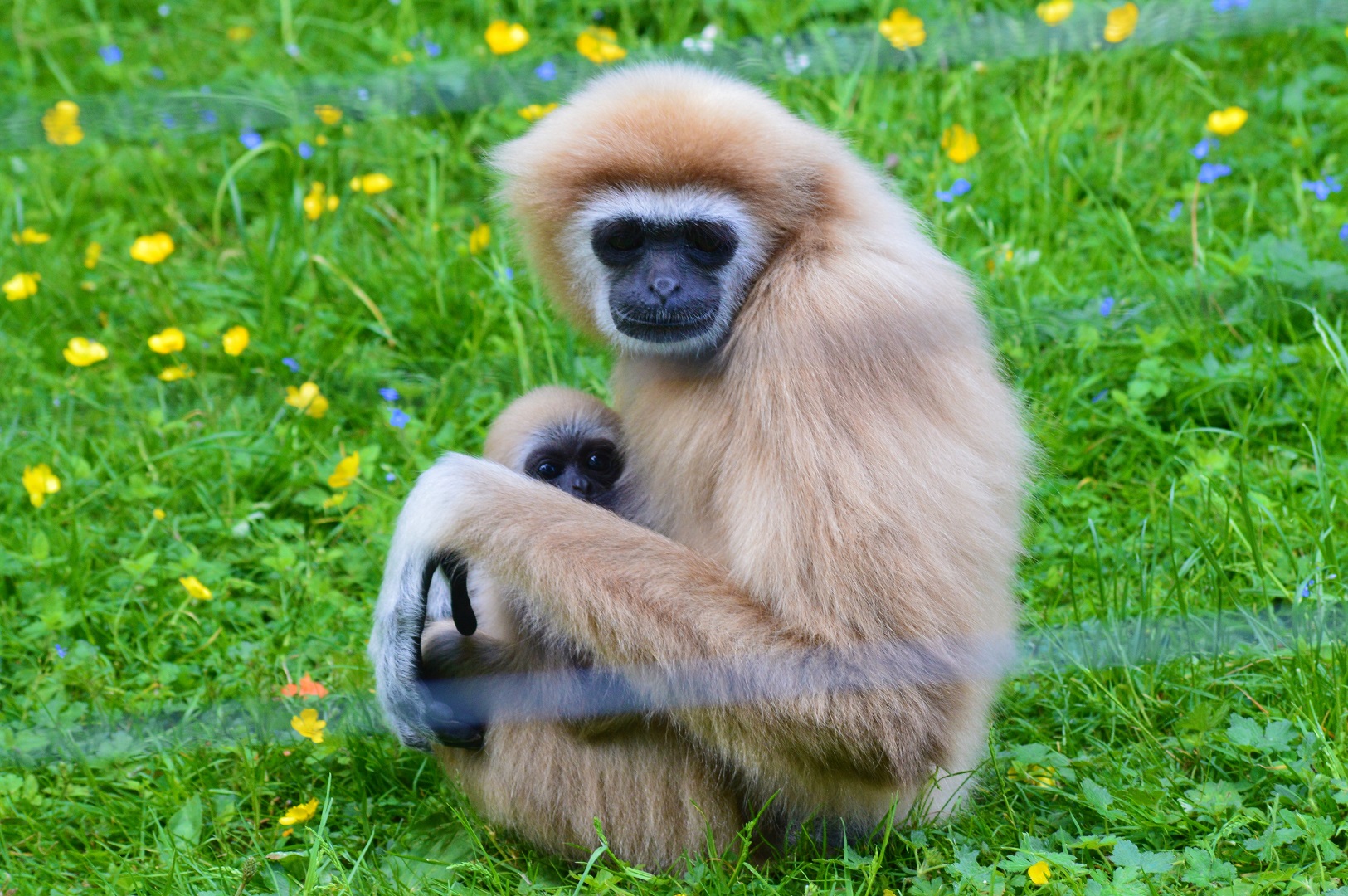 Baby lar gibbon