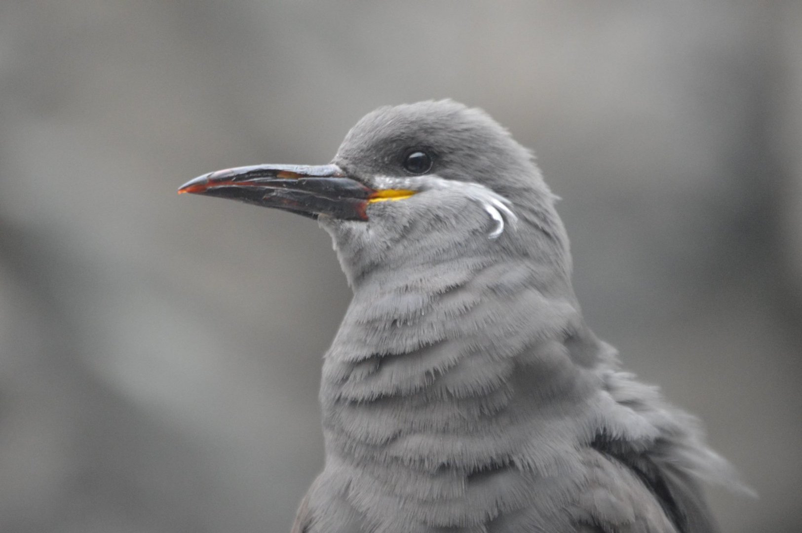 Baby Larosterna inca