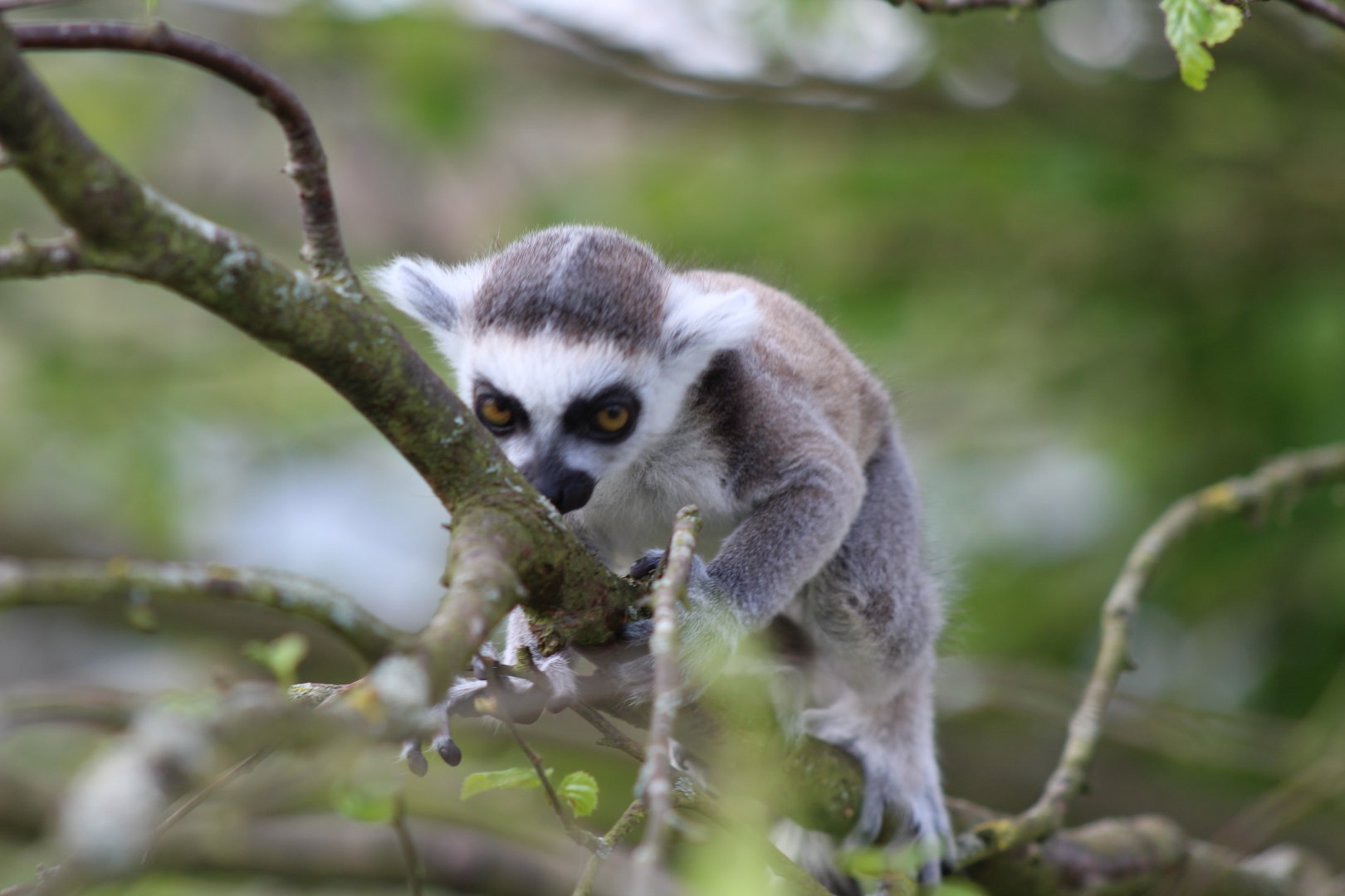 Baby Lemur