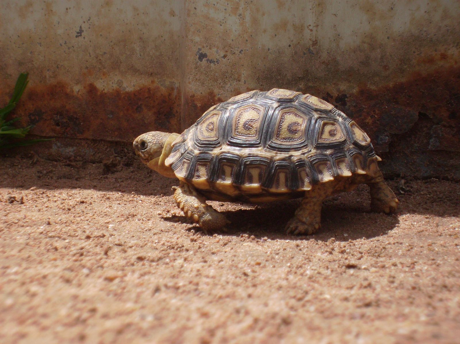 Baby leopard tortoise Bredls Nov 08
