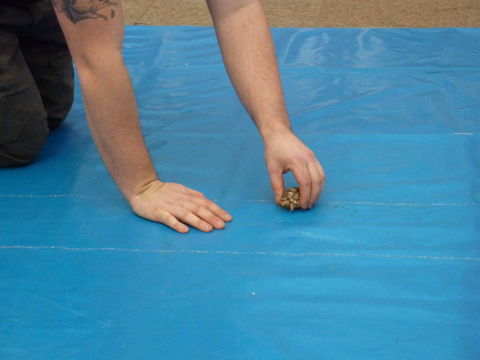 Baby leopard tortoise in animal display