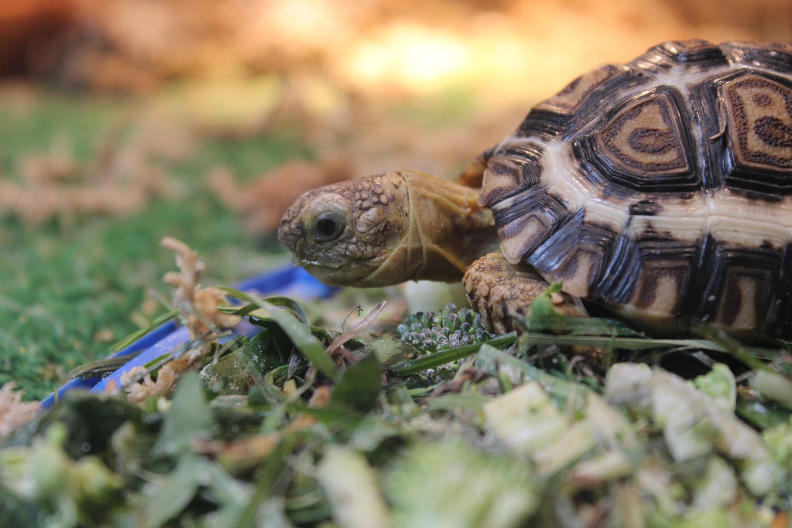 Baby Leopard Tortoise