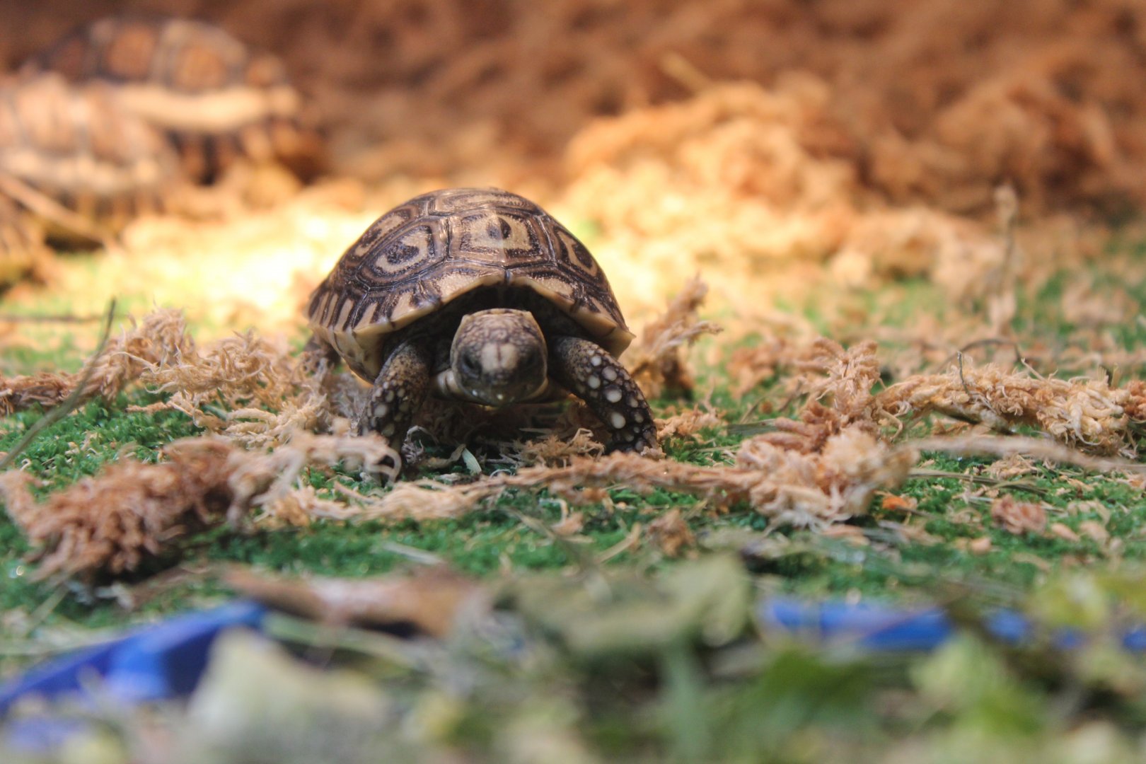 Baby Leopard Tortoise