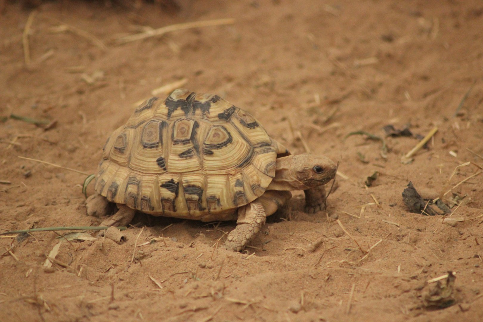 Baby Leopard Tortoise
